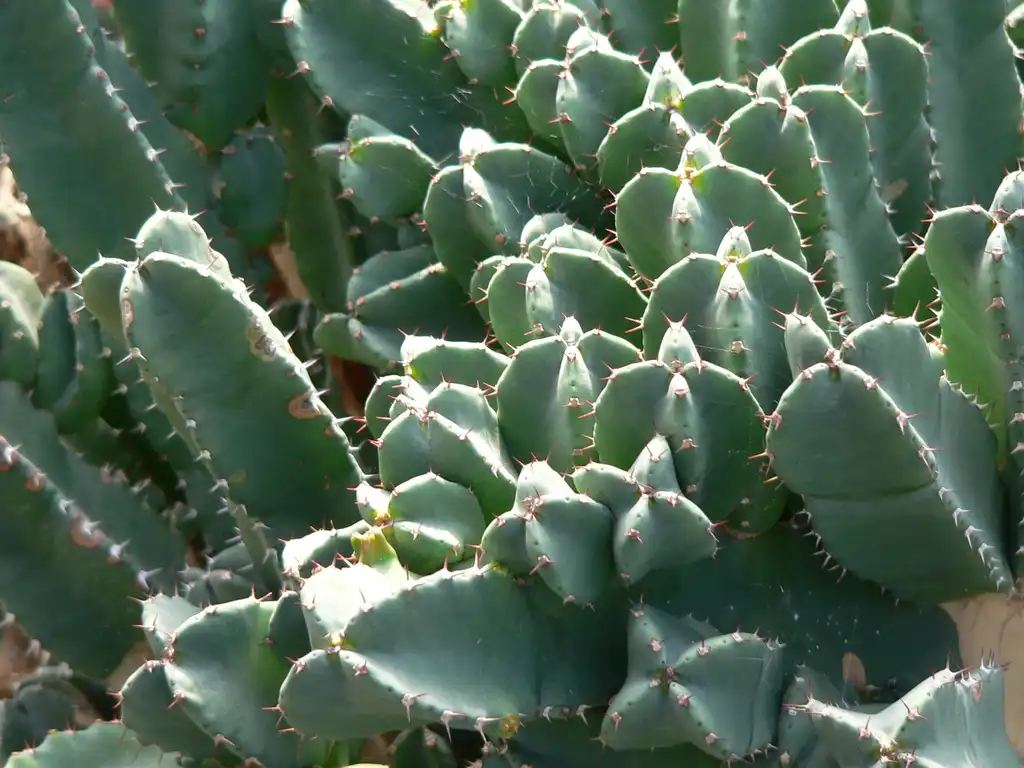 Foto de Euphorbia resinifera - Close up:BS Thurner Hof