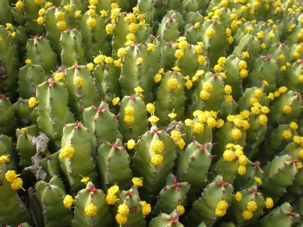 Foto de Euphorbia resinifera - Flowers:Consultaplantas