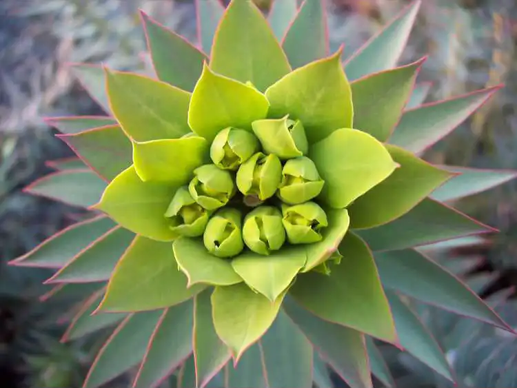 Photo of Euphorbia rigida (Euphorbia rigidas)