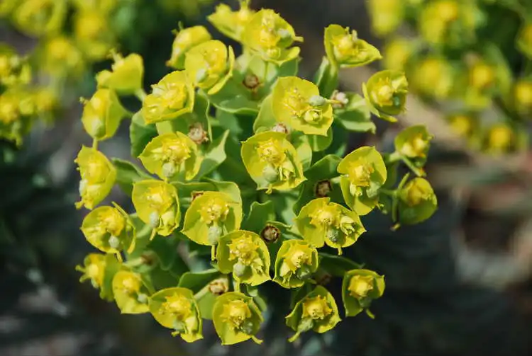 Photo of Euphorbia rigida (Euphorbia rigidas)