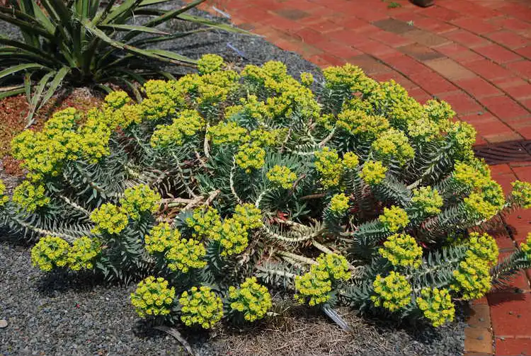 Photo of Euphorbia rigida - Form: