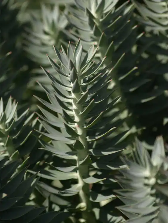 Photo of Euphorbia rigida - Leaves: