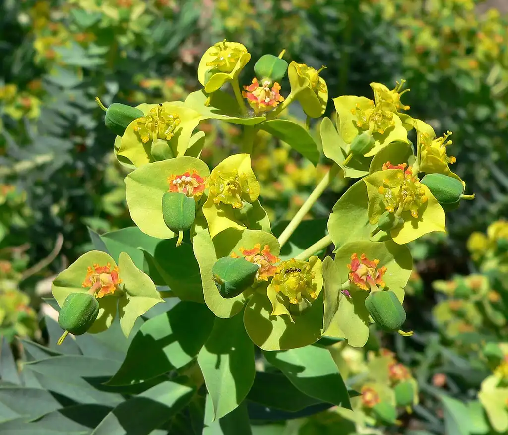 Photo of Euphorbia rigida - Fruit:Stan Shebs