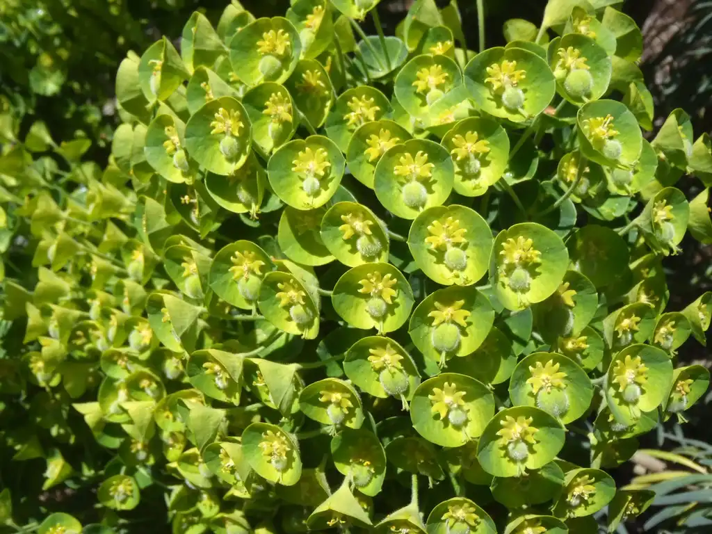 Photo of Euphorbia rigida - 'Shorty' Flower:Jim Robbins