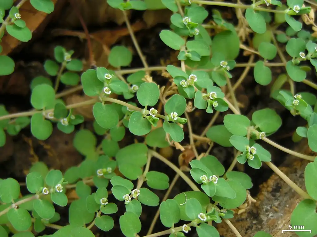 Фото Euphorbia serpens (Euphorbia serpenss)