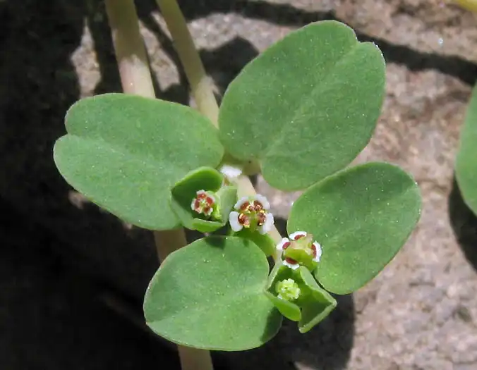 Фото Euphorbia serpens - leaves and flowers:Anthony Valois and the National Park Service