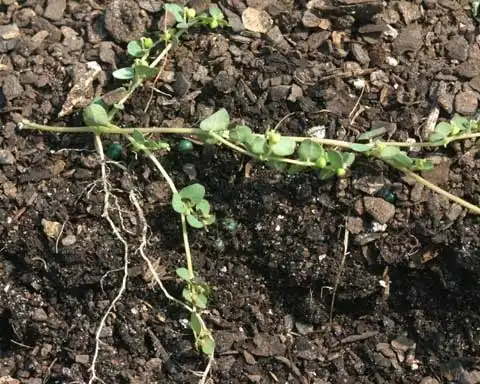 Фото Euphorbia serpens - Stem:J. Neal