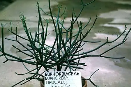 Photo of Euphorbia tirucalli (Euphorbia tirucallis)