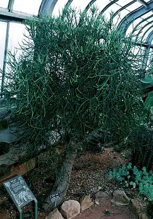 Photo of Euphorbia tirucalli (Euphorbia tirucallis)