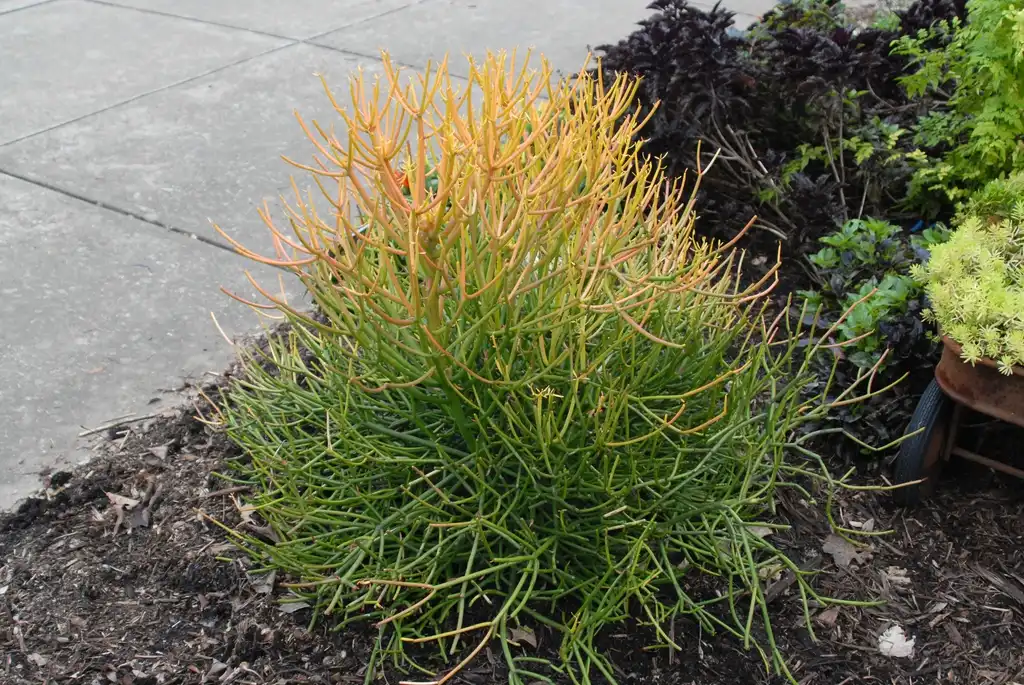 Photo of Euphorbia tirucalli - Form:Jim Robbins