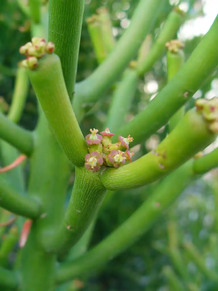 Photo of Euphorbia tirucalli - Flower:H. Zell