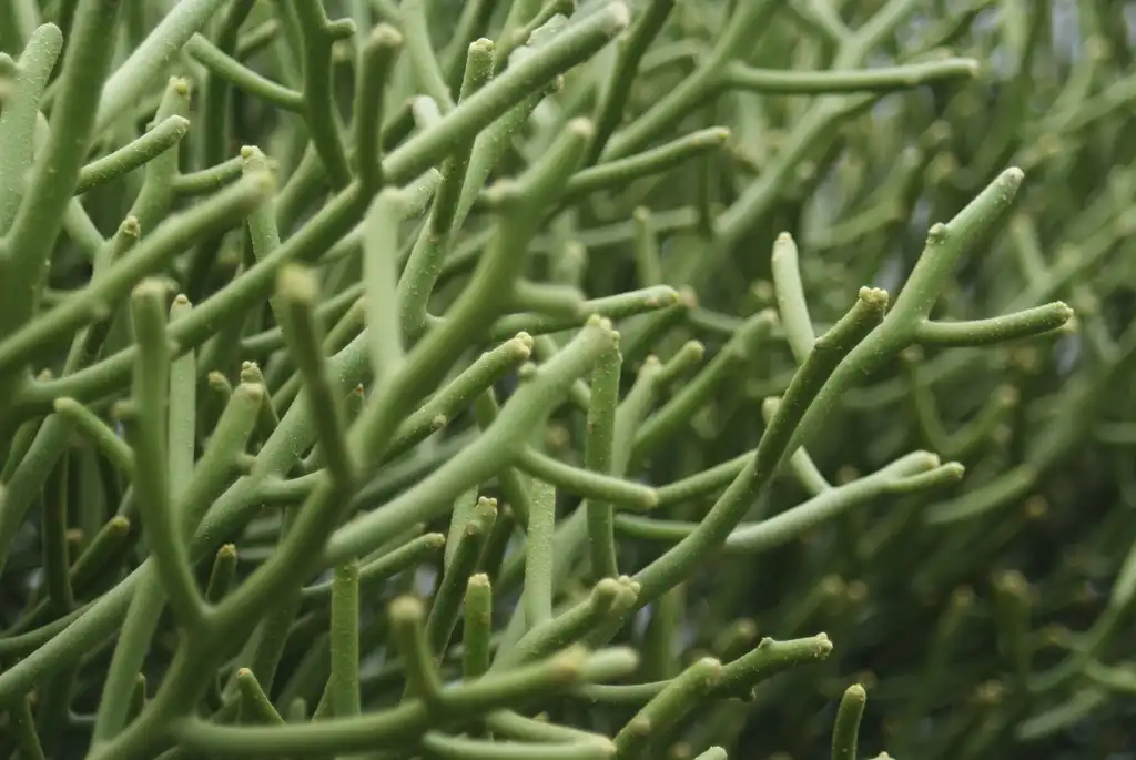 Photo of Euphorbia tirucalli - Close up:Dallas Krentzel