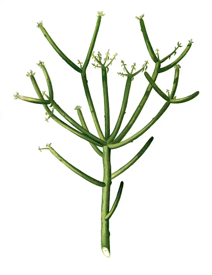 Photo of Euphorbia tirucalli - Plate from book:Francisco Manuel Blanco