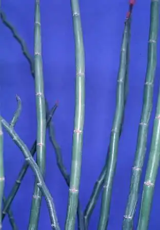 Photo of Euphorbia tithymaloides (Euphorbia tithymaloidess)