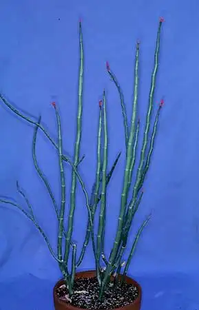 Photo of Euphorbia tithymaloides (Euphorbia tithymaloidess)