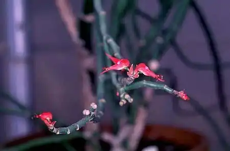 Photo of Euphorbia tithymaloides - :