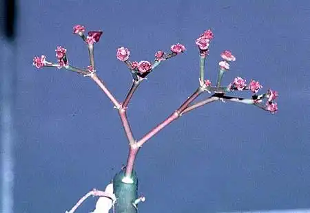 Foto de Euphorbia umbellata (Euphorbia umbellatas)