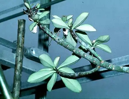 Foto de Euphorbia umbellata (Euphorbia umbellatas)