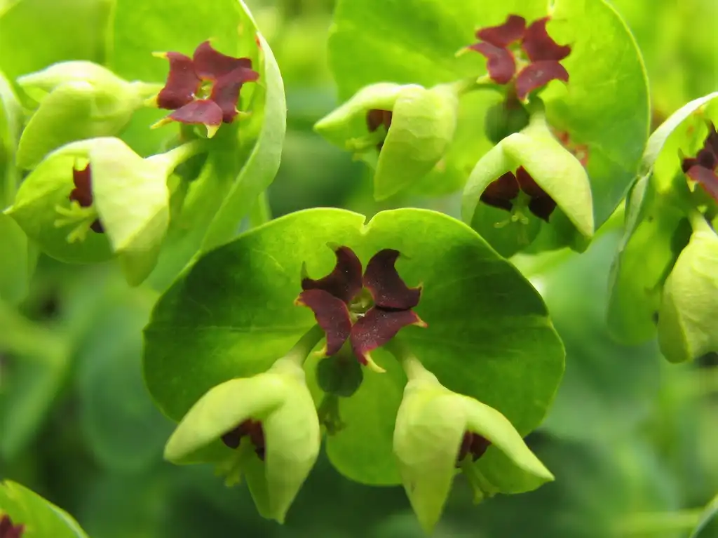 Foto de Euphorbia x martini (Euphorbia x martinis)