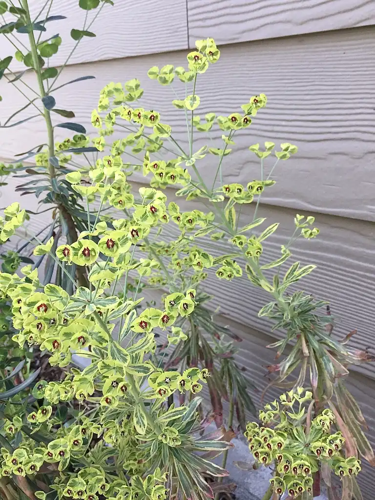 Foto de Euphorbia x martini (Euphorbia x martinis)