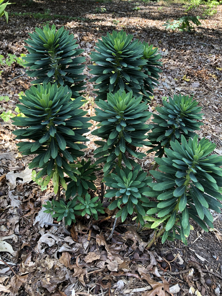 Foto de Euphorbia x martini - 'Waleutiny' Form (Durham County,NC)-Mid Summer:Andrea Laine