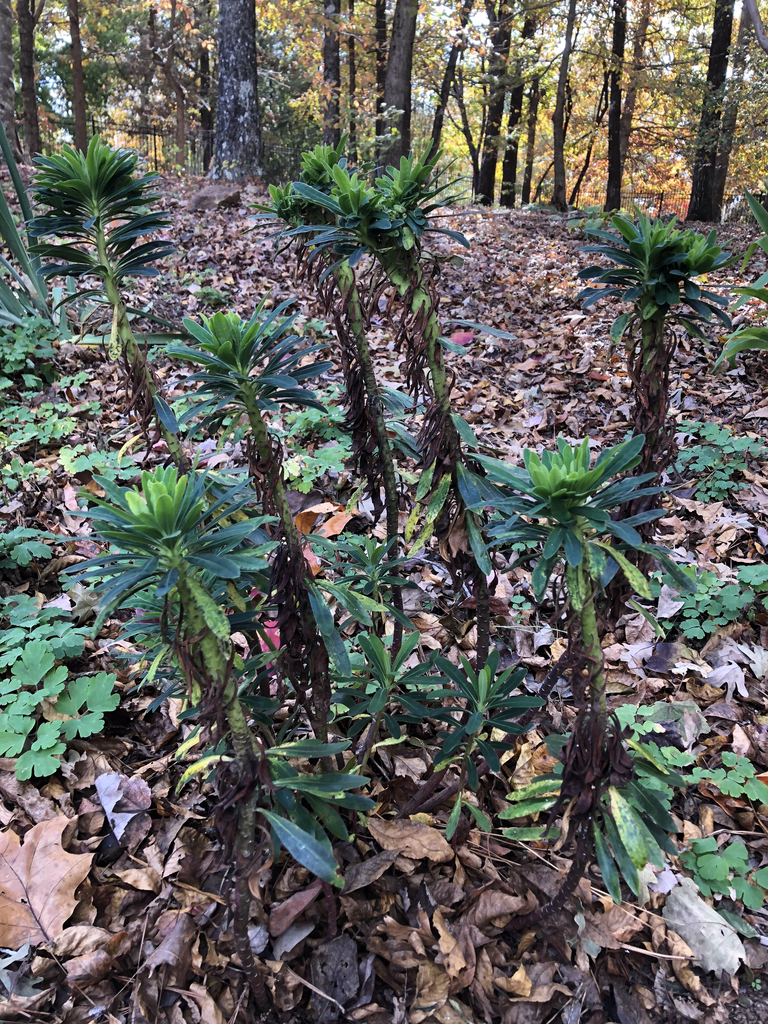 Foto de Euphorbia x martini - Full Form (Durham County,NC)-Autumn:Andrea Laine