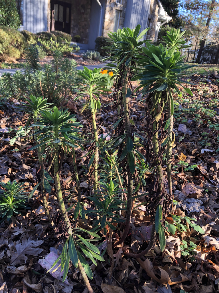 Foto de Euphorbia x martini - Growth habit (Durham County, NC)-Autumn:Andrea Laine