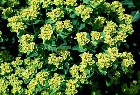 Foto de Euphorbia (Euphorbias)