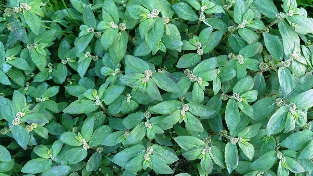 Foto de Euphorbia (Euphorbias)
