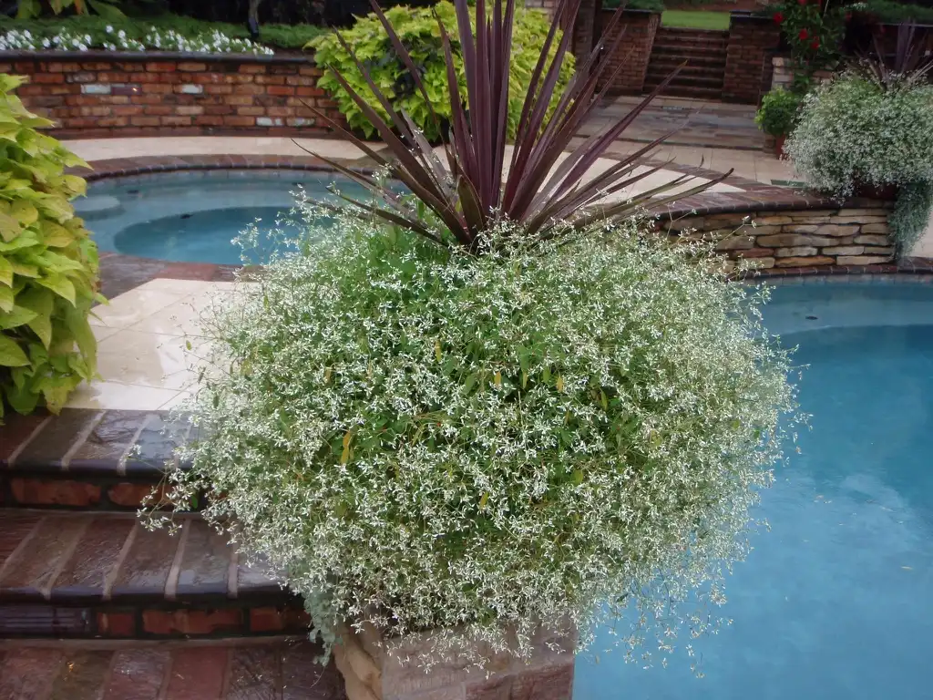 Foto de Euphorbia - 'Diamond Frost' Form:Jim Robbins