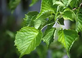 Foto de Euptelea polyandra (Euptelea polyandras)
