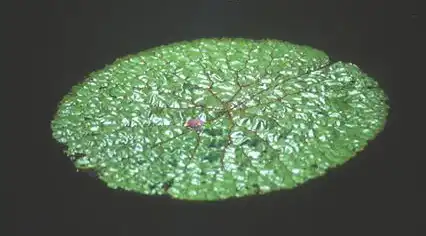 Foto de Euryale ferox (Euryale feroxs)