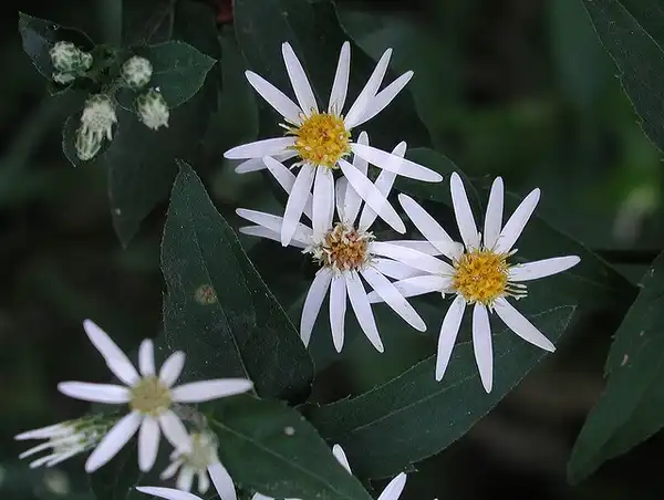 Photo of Eurybia divaricata (Eurybia divaricatas)