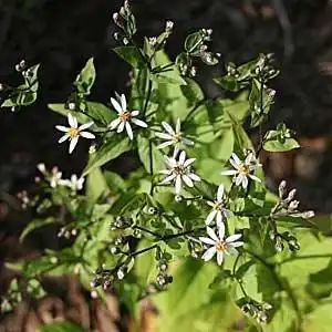 Photo of Eurybia divaricata - Flower stalks:Debbie Roos