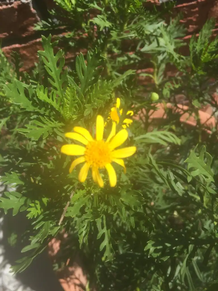 Фото Euryops pectinatus (Euryops pectinatuss)