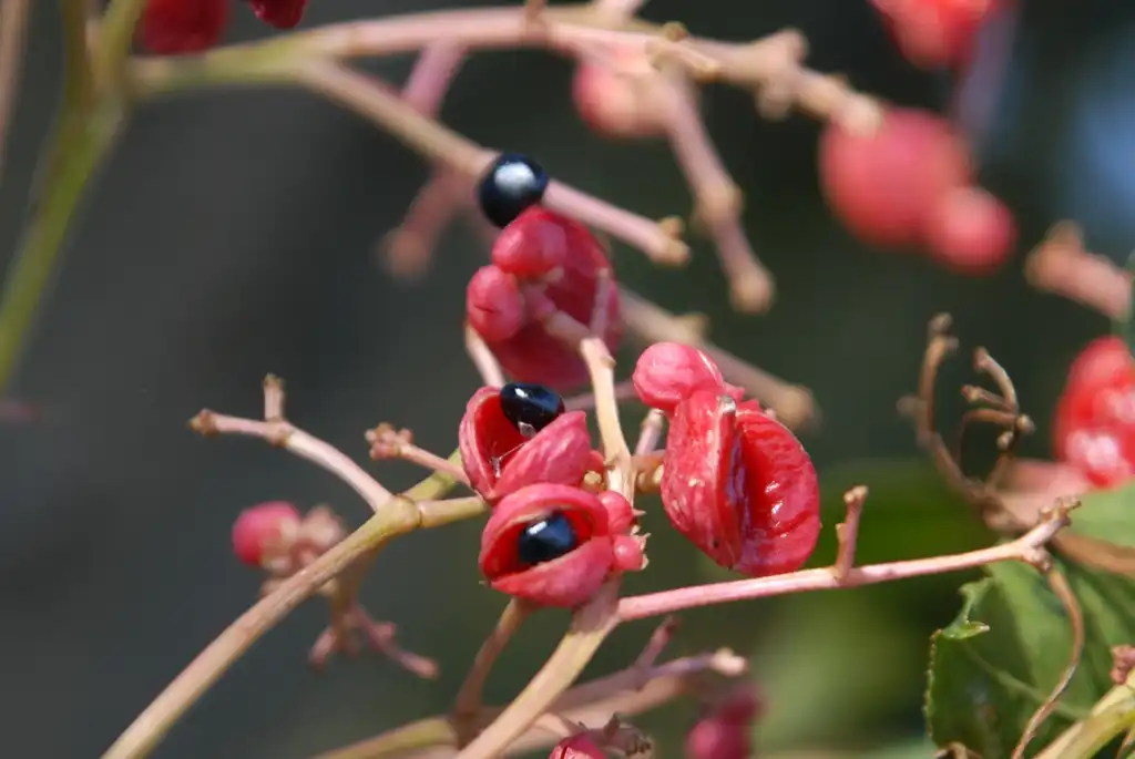Foto de Euscaphis japonica (Euscaphis japonicas)