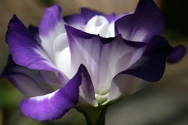 Фото Eustoma grandiflorum (Eustoma grandiflorums)