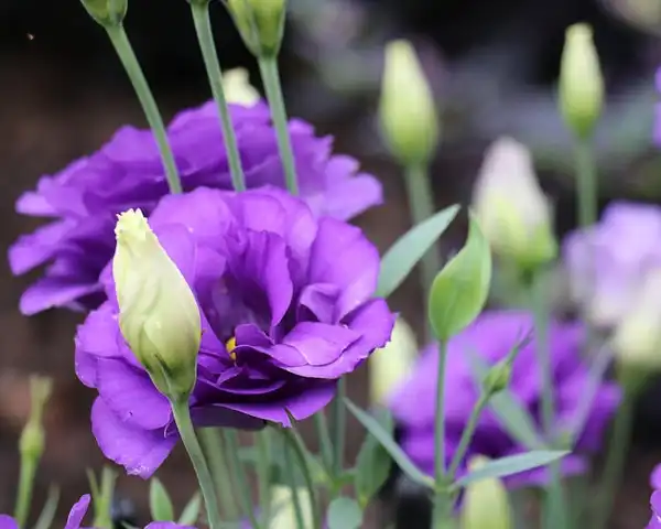 Фото Eustoma grandiflorum (Eustoma grandiflorums)
