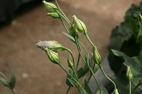 Фото Eustoma grandiflorum - :ajinkya gadave