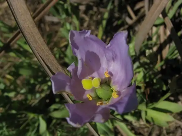 Фото Eustoma grandiflorum - :Tyrrhium