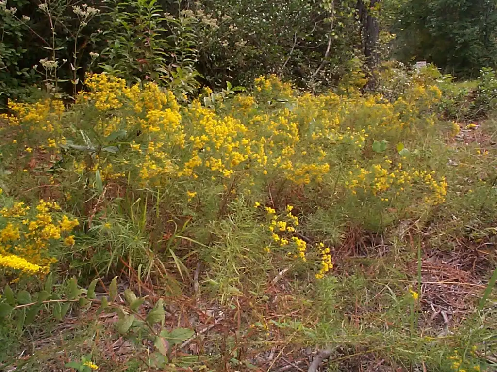 Photo of Euthamia caroliniana (Euthamia carolinianas)