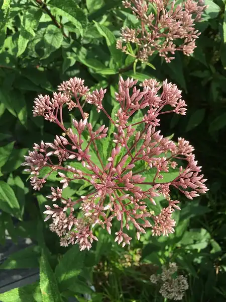 Photo of Eutrochium dubium (Eutrochium dubiums)