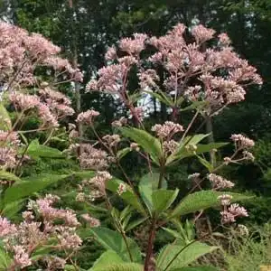 Photo of Eutrochium dubium (Eutrochium dubiums)