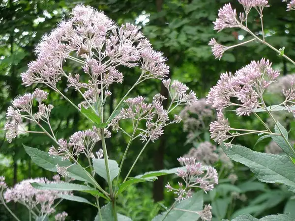Photo of Eutrochium dubium - :Eden, Janie & Jim