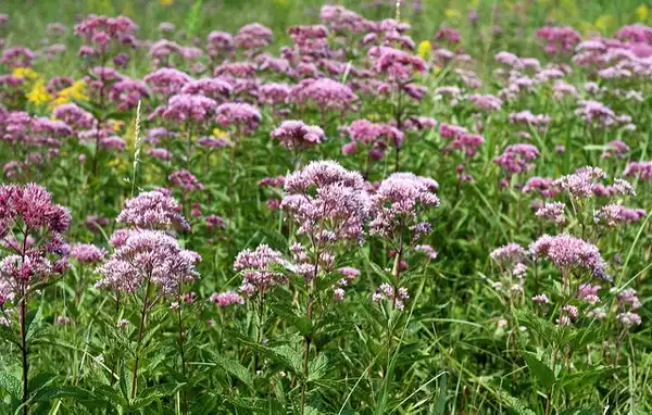 Photo of Eutrochium dubium - :Liz West