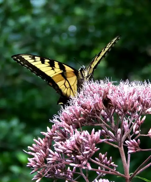 Photo of Eutrochium dubium - Butterflies, like this eastern swallowtail, are important pollinators for wildflowers like dwarf Joe Pye Weed.:Dave Bonta