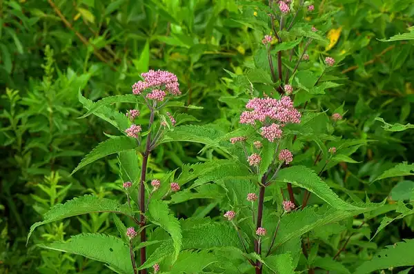 Photo of Eutrochium dubium - :Joshua Mayer