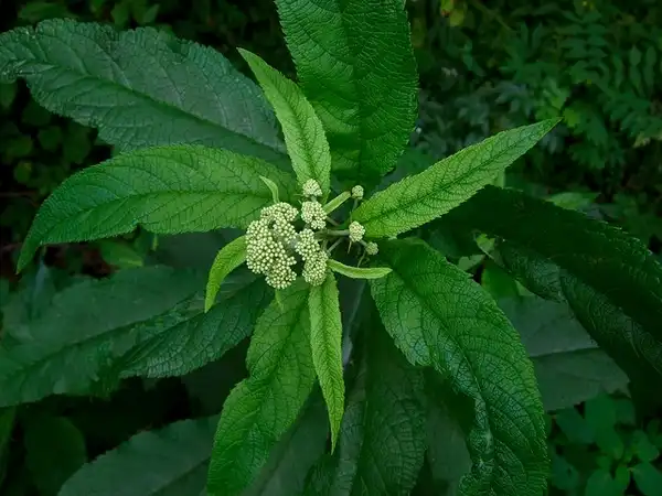 Photo of Eutrochium dubium - :Wendell Smith