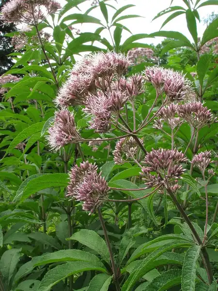 Фото Eutrochium fistulosum (Eutrochium fistulosums)