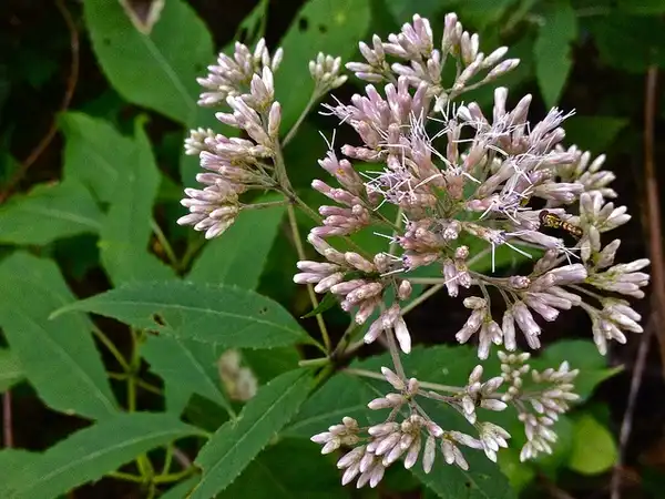 Фото Eutrochium fistulosum (Eutrochium fistulosums)